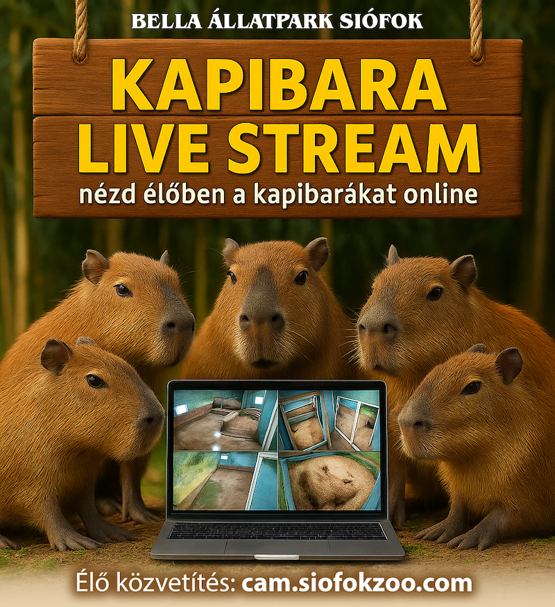 Kapibara Stream - Bella Állatpark