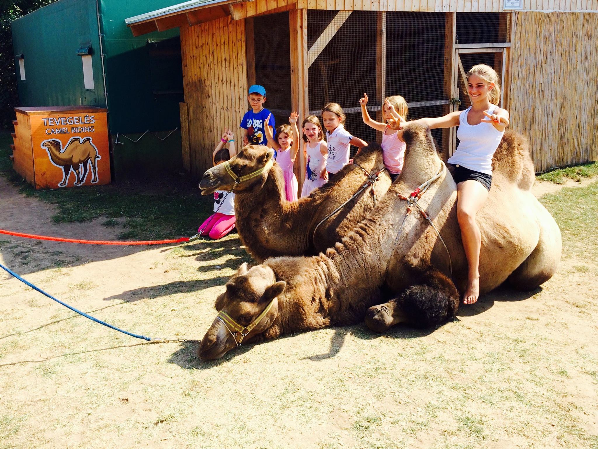 Bella Zoo Park, Siófok, Programs, Horse riding and camel riding